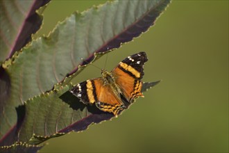 Butterfly of the species Hypanartia bella on leaves of Ricinus communis, seen in Buenos Aires,