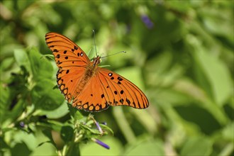 Butterfly of the species Agraulis vanillae, seen in Buenos Aires, Argentina, South America