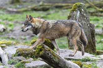 European gray wolf (Canis lupus) standing on a rock, France, Europe