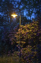 Street lamp, street lighting at night with yellow glow, atmospherically illuminated hedge, violet,