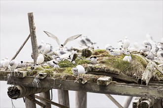 Arctic tern (Sterna paradisaea) in flight over small colony on artificial nesting raft, with