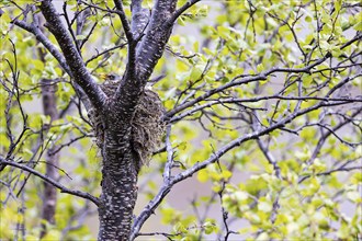 Fieldfare (Turdus pilaris), adult bird with open beak sitting on nest, Varanger, Finnmark, Norway,