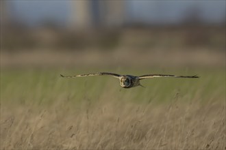 Short-eared owl (Asio flammeus) adult bird in flight over grassland, Kent, England, United Kingdom,