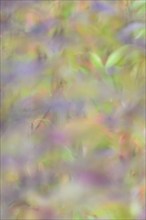 Colourful autumn leaves, wild cherry (Prunus avium), impressionistic, Moselle,