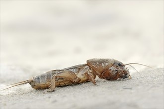 European mole cricket (Gryllotalpa gryllotalpa), Camargue, Provence, southern France