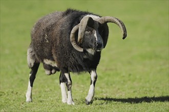 Jacob sheep (Ovis ammon f. aries), ram, Lower Saxony Germany