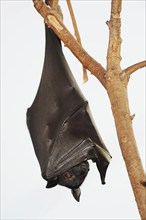 Kalong flying fox or large flying fox (Pteropus vampyrus), captive, occurring in Southeast Asia