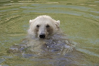 European brown bear (Ursus arctos arctos) in the water, captive, Germany, Europe