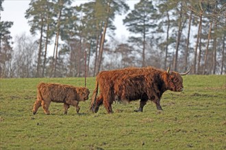 Scottish Highland Cattle, Kyloe, cow with calf, Balve, North Rhine-Westphalia, Germany, Europe