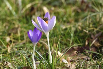 Crocus blossom, February, Germany, Europe