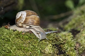 Burgundy snail (Helix pomatia) crawling over moss, Hesse, Germany, Europe