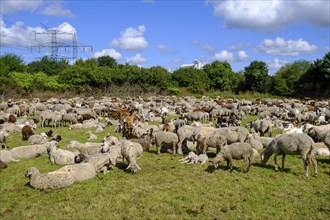 Flock of sheep, near Allach, Upper Bavaria, Bavaria, Germany, Europe