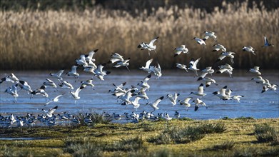 Pied Avocet, Recurvirostra avosetta, birds in flight over marshes at sunrise