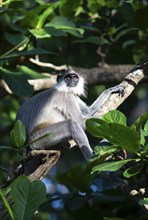 Indian langur (Semnopithecus) on a tree, Habarana, Anuradhapura, North Central Province, Sri Lanka,