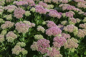 Close-up of Sedum spectabile, Showy Stonecrop in summer, Quebec, Canada, North America