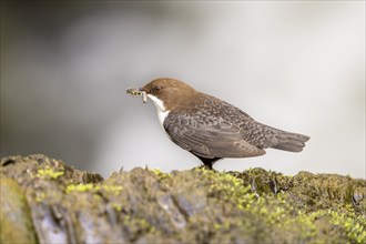 White-throated Dipper (Cinclus cinclus), at a torrent with larvae in its beak,