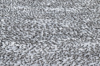 Flock of birds, common guillemots (Uria aalge) swimming in the sea, Hornoya Island, Hornøya, Vardø,