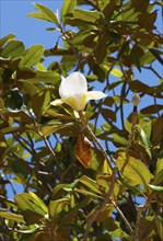 A white flower with green leaves in front of a clear blue sky, rubber tree, Indian rubber tree