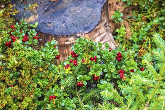 Red lingonberry (Vaccinium vitis-idaea) by a tree stump on the forest floor