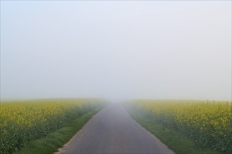 Deserted country road leading through fog-covered yellow rape fields, spring, Großheubach,