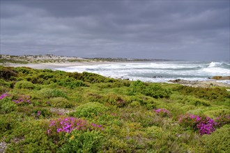 Spring blossom, wildflower bloom at Tsaarsbank beach, Postberg, West Coast National Park, West