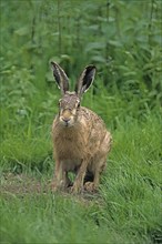 European hare (Lepus europaeus), hare, wild animal