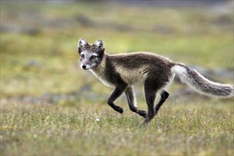 Arctic fox, (Alopex lagopus), summer fur, foraging, young animal, cubs, Svalbard/Spitsbergen,