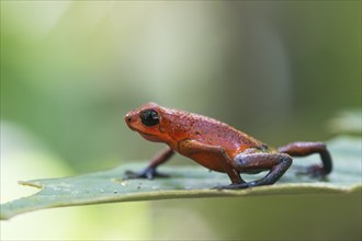 Strawberry frog (Oophaga pumilio), Tortuguera National Park, Costa Rica, Central America