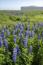 Flowering lupins, Icelandic landscape, Iceland, Europe