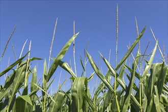 Symbolic image, renewable energies, maize plants, biogas plant, feed maize, detail, immature,