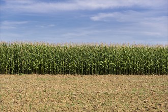 Symbolic image, renewable energies, maize plants, biogas plant, feed maize, clouds, immature,