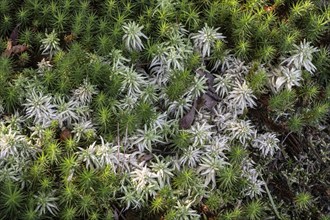 Peat moss (Sphagnum) between common sphagnum moss (Polytrichum commune), Emsland, Lower Saxony,