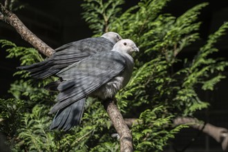 Bronze-footed pigeons (Ducula aenaea), Walsrode Bird Park, Lower Saxony, Germany, Europe