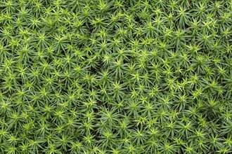 Bank haircap moss, hair moss (Polytrichum formosum) (Polytrichastrum formosum) close-up in spring