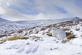 Mountain hare, alpine hare, snow hare (Lepus timidus) in white winter pelage resting in the hills