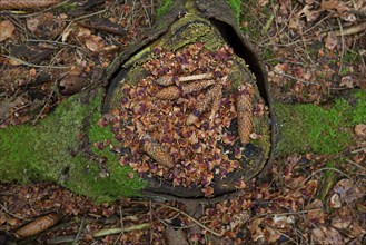 Stripped scales and partially eaten cones of Norway spruce, European spruce on tree stump, leftover