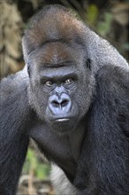 Western lowland gorilla (Gorilla gorilla gorilla), portrait, Réserve Lésio-Louna nature reserve,