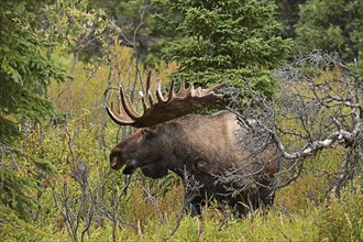 Bull moose (Alces alces) standing in the boreal forest amidst the autumn coloured bushes, Denali