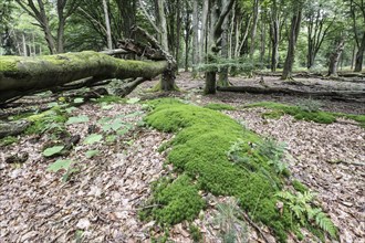 Moss cushion (Polytrichum formosum) in beech forest (Fagus sylvatica), Emsland, Lower Saxony,