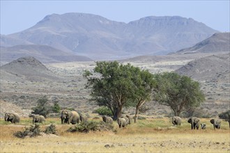 Desert elephants (Loxodonta africana) in the Huab dry river, Damaraland, Kunene region, Namibia,