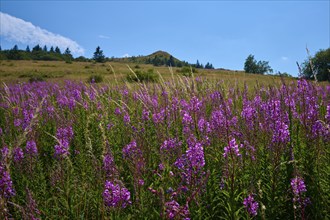 Blooming sally (Epilobium angustifolium), meadow in front of a hill under a clear sky, Abtsroder