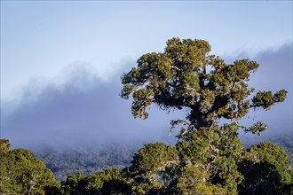 Tree in the cloud forest, mountain rainforest, Parque Nacional Los Quetzales, Costa Rica, Central