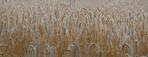 Ripe barleys (Hordeum vulgare), Bavaria, Germany, Europe