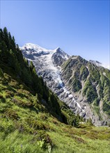 Mountain landscape with alpine roses, view of glacier Glacier de Taconnaz, Chamonix, Haute-Savoie,