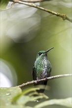 Green-crowned brilliant (Heliodoxa jacula), adult female sitting on a branch, Monteverde Cloud