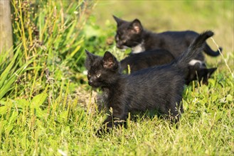 Domestic cat, 8-week-old kitten, Vulkaneifel, Rhineland-Palatinate, Germany, Europe