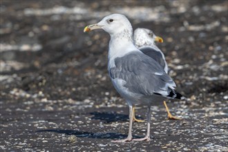 Caspian gull (Larus cachinnans) resting in seagull colony along the North Sea coast in late summer,