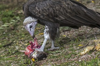 Hooded vulture (Necrosyrtes monachus) native to Africa scavenging on dead rodent