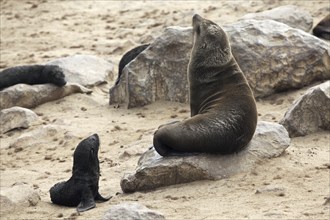 Brown fur seals (Arctocephalus pusillus) female and pups in seal colony near Atlantic Ocean at the