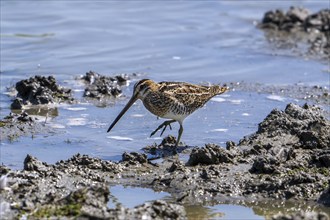 Common snipe (Gallinago gallinago) foraging in shallow water by probing soft mud at mudflat along